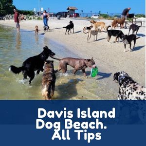 Davis Island Dog Beach