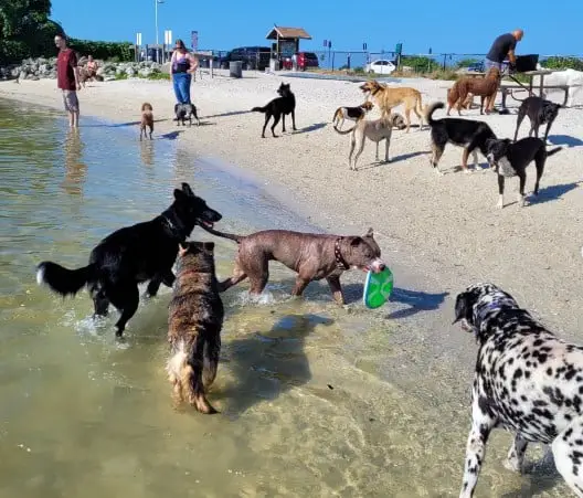 Davis Island Dog Beach Policy