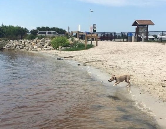 Davis Island Dog Beach