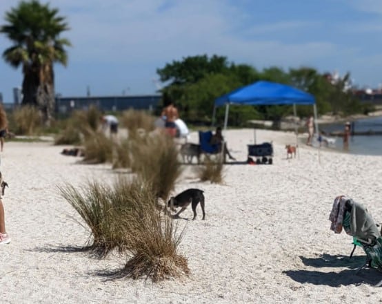 Davis Island Florida