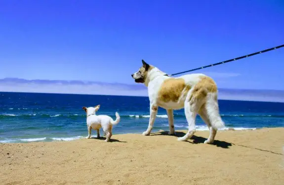 Del-Monte-Beach-dog-friendly