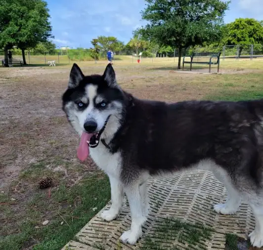 Destin Dog Park