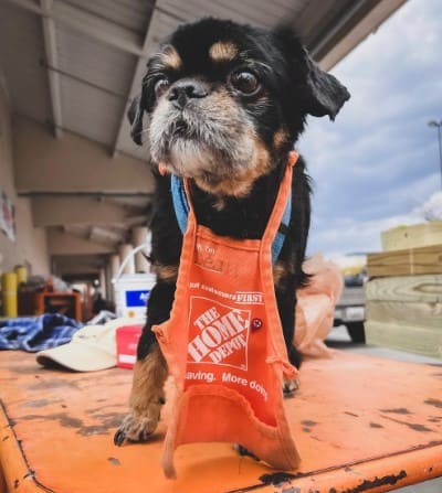 Does Home Depot Allow Dogs 