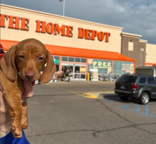 Does Home Depot Allow Service Animals