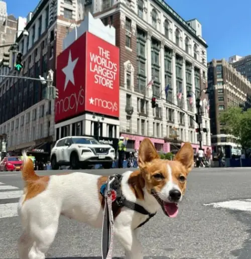 Does Macy’s Allow Service Animals