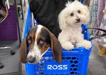 can i take my dog to ross