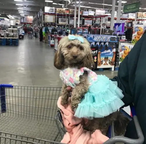 Are dogs allowed in Sam’s Club