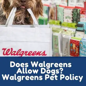 Does Walgreens Allow Dogs