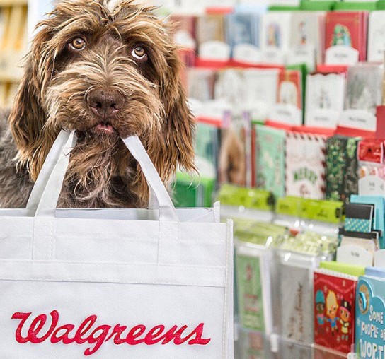 Does Walgreens Allow Dogs
