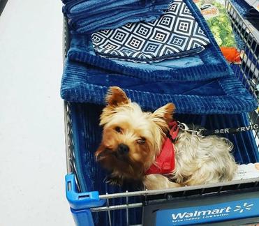 are dogs allowed in walmart near me