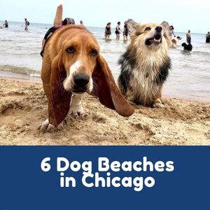Dog Beaches in Chicago