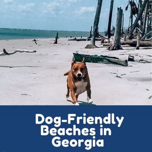 Dog-Friendly Beaches Georgia