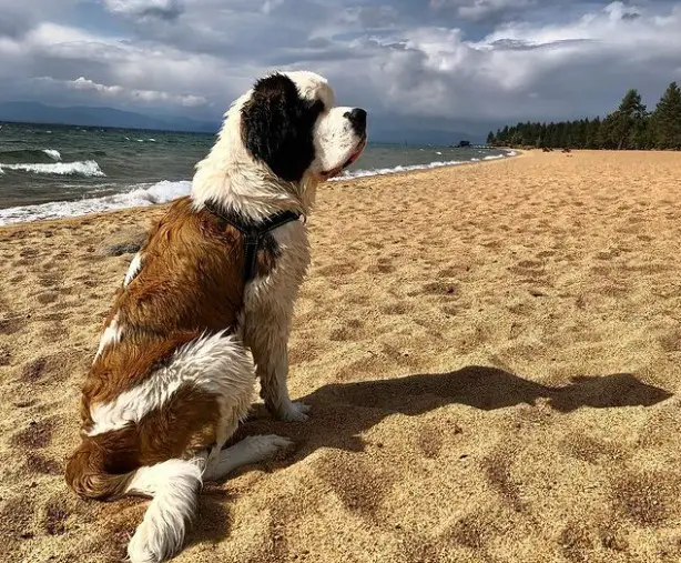 Dog Friendly Beaches Lake Tahoe