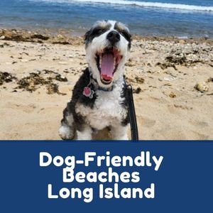 Dog-Friendly Beaches Long Island