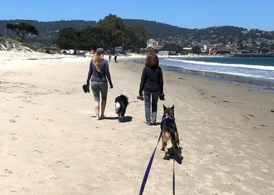 Dog-Friendly Beaches Monterey