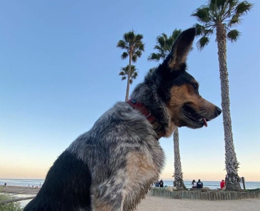 Dog-Friendly Beaches Santa Barbara