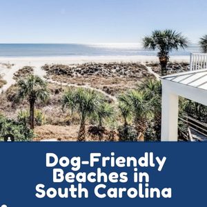 Dog-Friendly Beaches South Carolina
