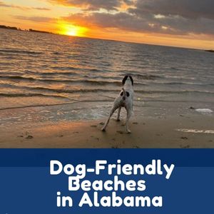 Dog-Friendly Beaches in Alabama