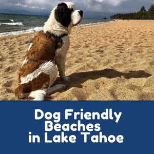 Dog Friendly Beaches in Lake Tahoe