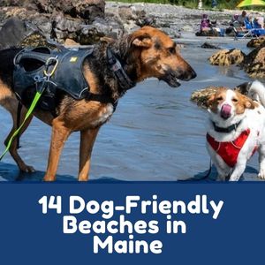 Dog-Friendly Beaches in Maine