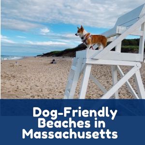 Dog-Friendly Beaches in Massachusetts