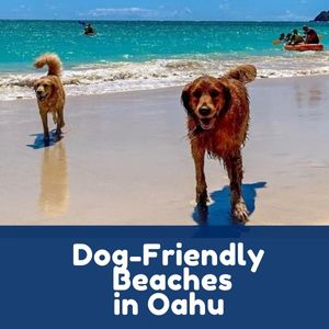 Dog-Friendly Beaches in Oahu