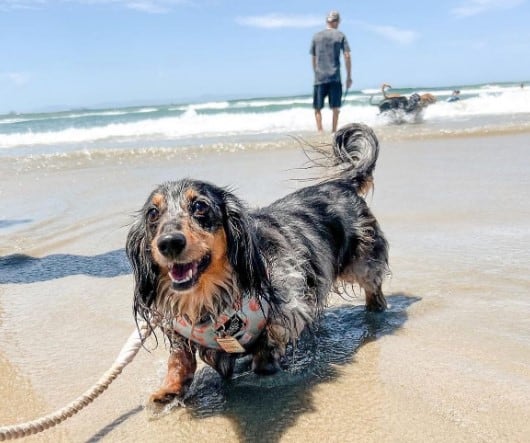 Dog-Friendly Beaches in Orange County