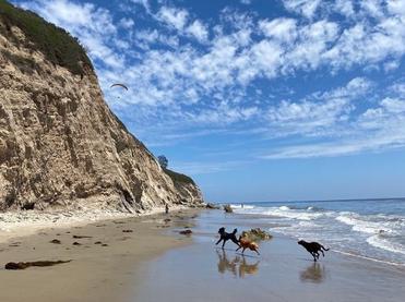 does santa barbara beach allow dogs
