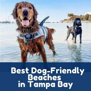 Dog-Friendly Beaches in Tampa Bay