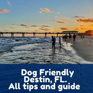 Dog Friendly Destin, FL. all tips and guide