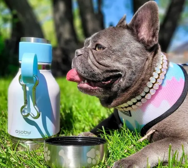 Dog Water Bottle Asobubottle.com