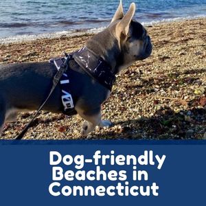 Dog-friendly Beaches in Connecticut