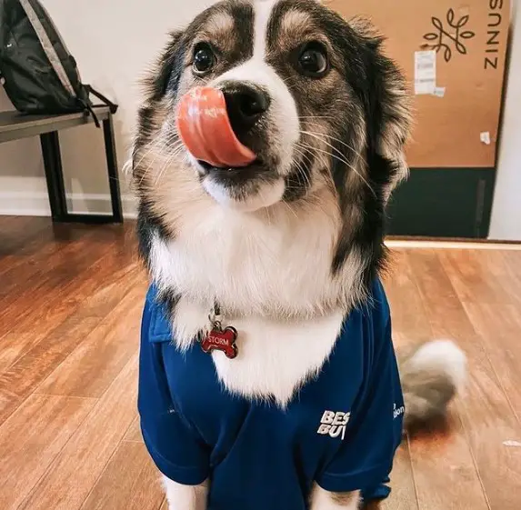 Dogs Allowed In Some Of The Best Buys