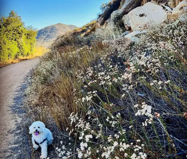 Elfin Forest Recreational Reserve Dog-Friendly Hikes
