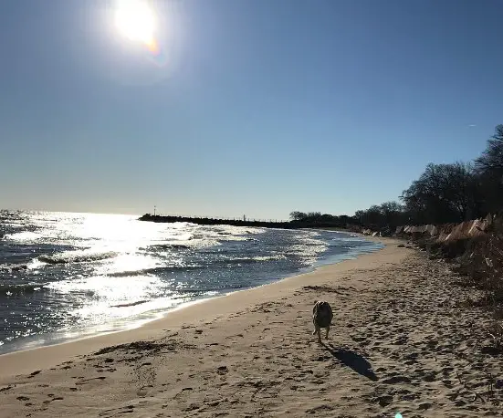 Evanston Dog Beach