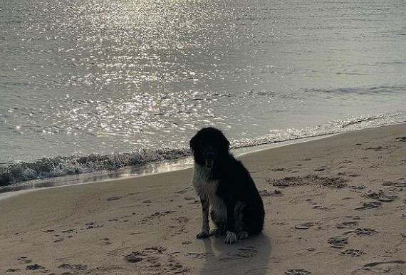 Gillson Beach dog friendly