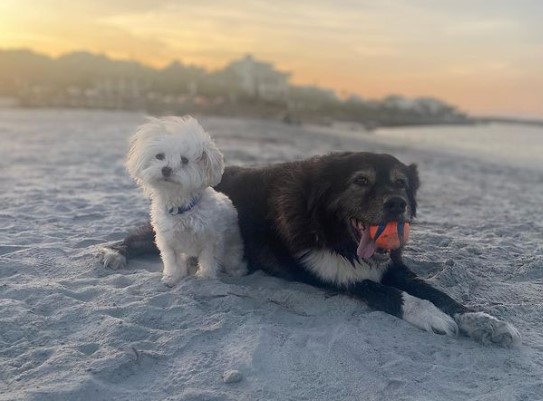 Gould's Inlet Beach dog friendly