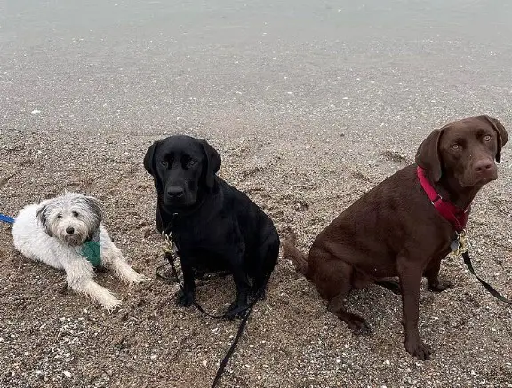 Hammonasset State Park, Madison, CT dog friendly