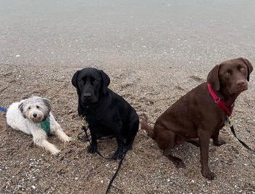 are dogs allowed at hammonasset state park