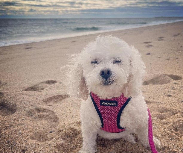 Herring Cove Beach dog friendly