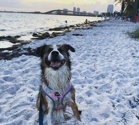 Best Dog Beach Miami