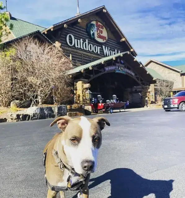 are dogs allowed in bass pro