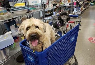 are dogs allowed in goodwill stores