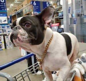 Does Lowe’s Allow Dogs Inside? Lowe’s Pet Policy 2023