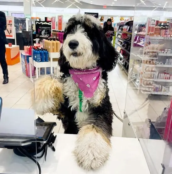 Is Ulta Pet Friendly