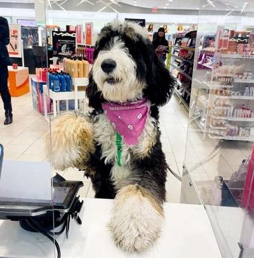 does ulta allow dogs