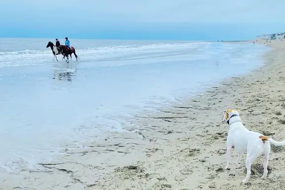 Dog-friendly Beaches Connecticut