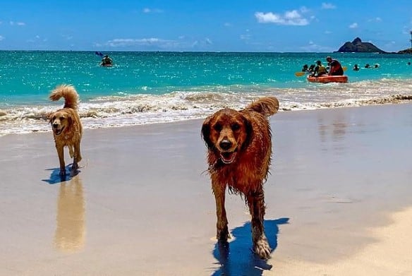 does kailua beach allow dogs