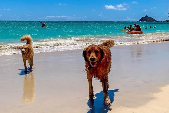 Dog-Friendly Beaches In Oahu 2023 All Tips