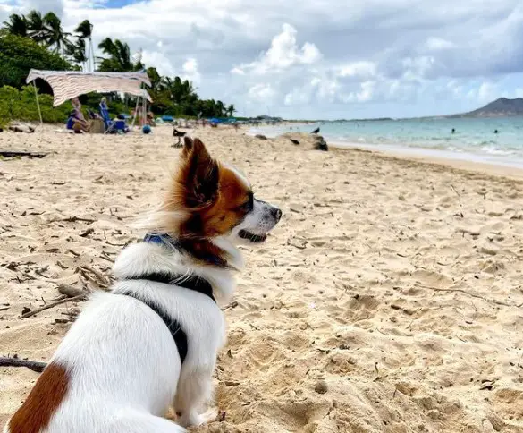 Lanikai Beach dog friendly